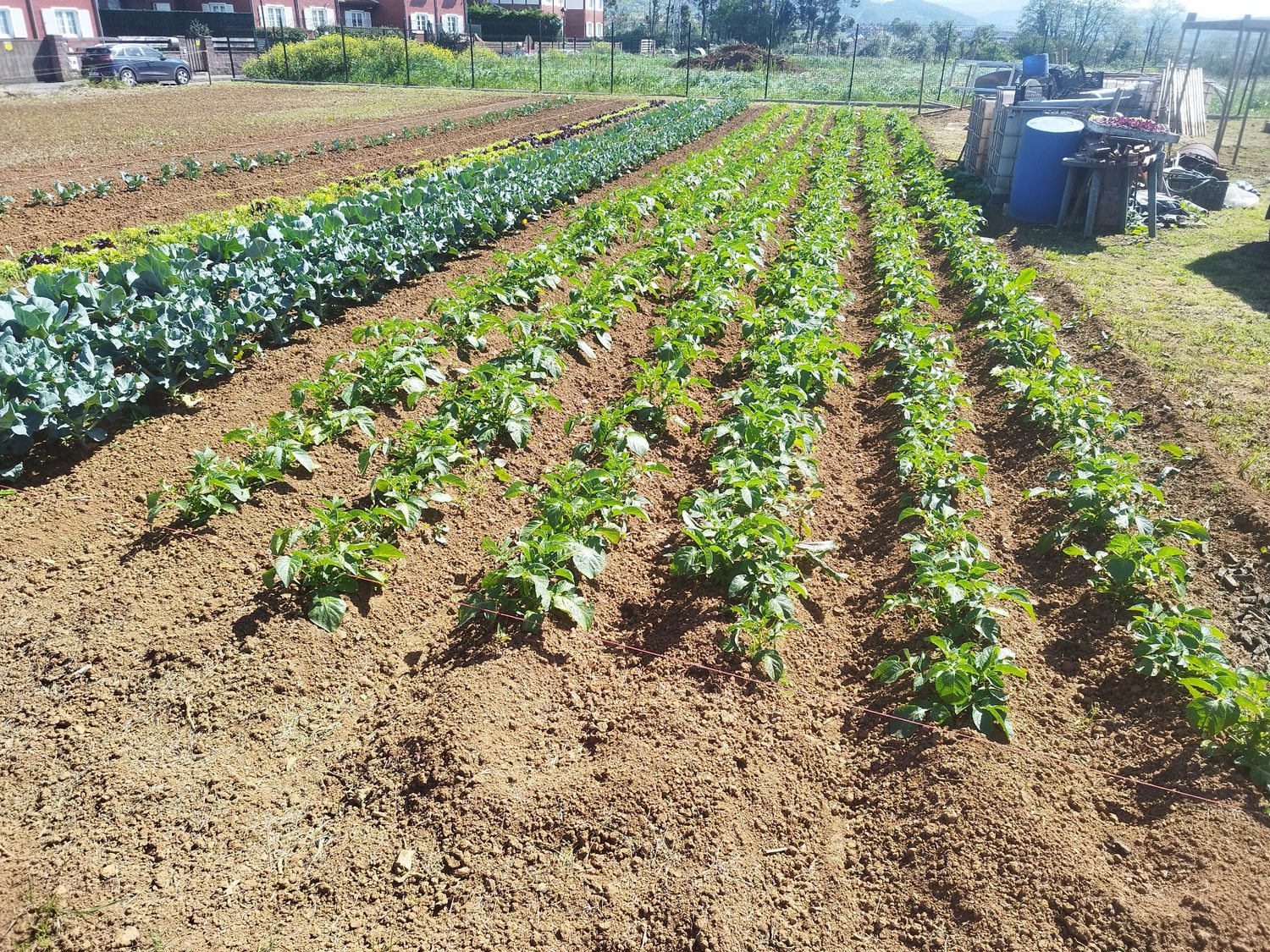 Cultivos de Finca La Mies